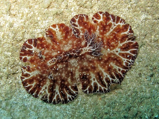  Discodoris boholiensis (Sea Slug)